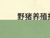 野猪养殖技术 野猪养殖技巧