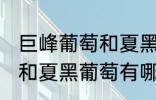 巨峰葡萄和夏黑葡萄的区别 巨峰葡萄和夏黑葡萄有哪些区别