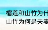 榴莲和山竹为什么是夫妻水果 榴莲和山竹为何是夫妻水果