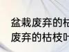 盆栽废弃的枯枝叶属于什么垃圾 盆栽废弃的枯枝叶是什么垃圾