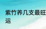 紫竹养几支最旺运 紫竹养多少支最旺运