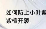 如何防止小叶紫檀开裂 怎样防止小叶紫檀开裂