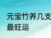 元宝竹养几支最旺运 元宝竹养多少支最旺运