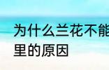 为什么兰花不能养家里 兰花不能养家里的原因