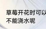 草莓开花时可以浇水吗 草莓开花时能不能浇水呢