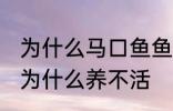 为什么马口鱼鱼缸养不活 马口鱼鱼缸为什么养不活