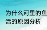 为什么河里的鱼养不活 河里的鱼养不活的原因分析