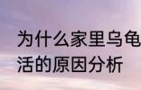 为什么家里乌龟养不活 家里乌龟养不活的原因分析