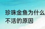 珍珠金鱼为什么总养不活 珍珠金鱼养不活的原因