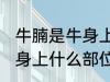 牛腩是牛身上哪个部位的肉 牛腩是牛身上什么部位