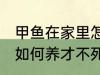 甲鱼在家里怎么养才不死 甲鱼在家里如何养才不死