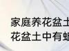 家庭养花盆土中有蚯蚓怎么办 家庭养花盆土中有蚯蚓的解决方法