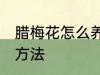 腊梅花怎么养家庭养法 腊梅花的养殖方法